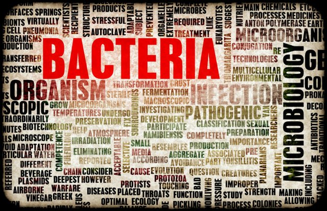 webBacteria.jpg