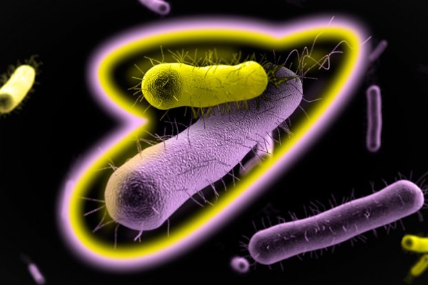 MIT-Bacterial-Coop-1_0.jpg